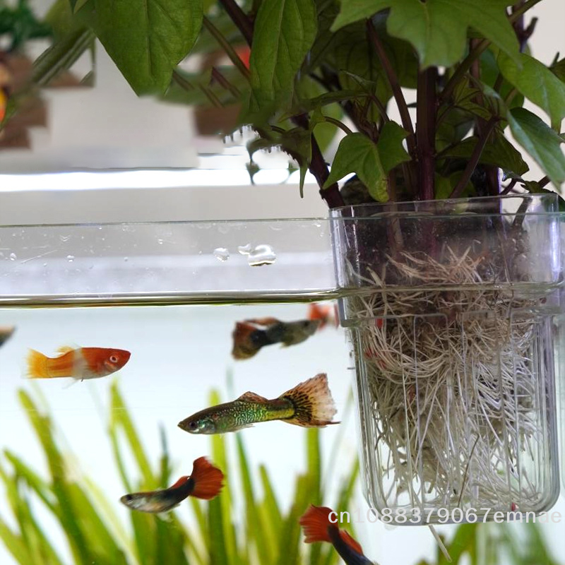Wall-Mounted Transparent Hydro - Aquarium Planted Setup avaliação e preço
