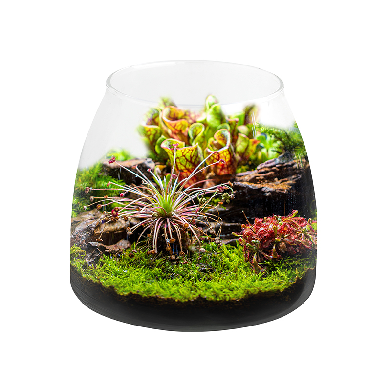 Plant Bottle Fish Tank Accesso - Aquarium Plants For Sale avaliação e preço