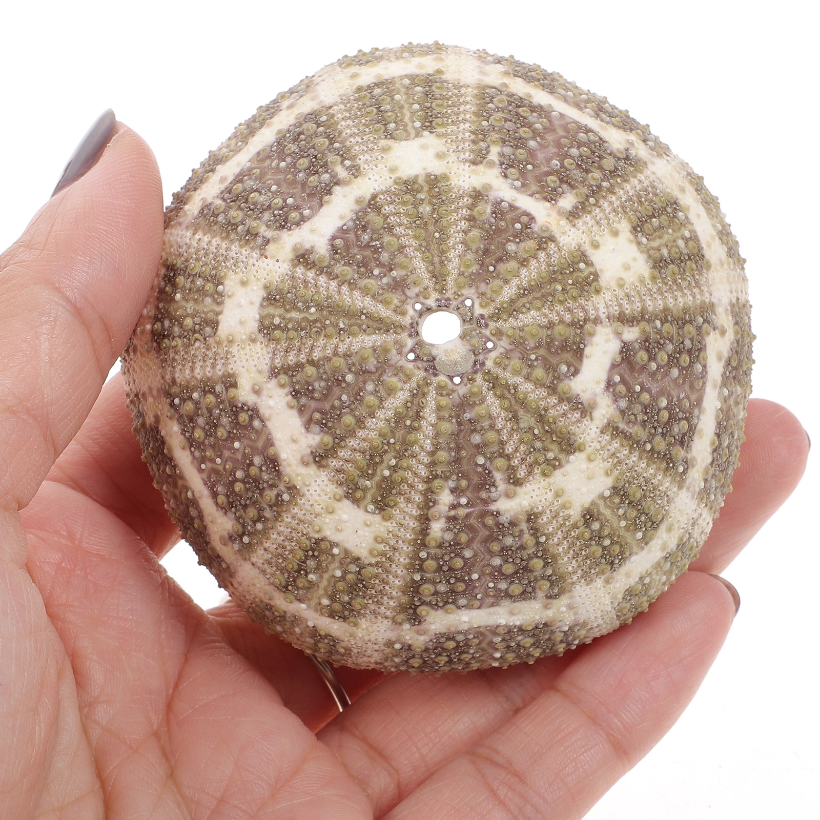 6Pcs Urchin Shell Ornament Air - Aquarium Planted Setup avaliação e preço