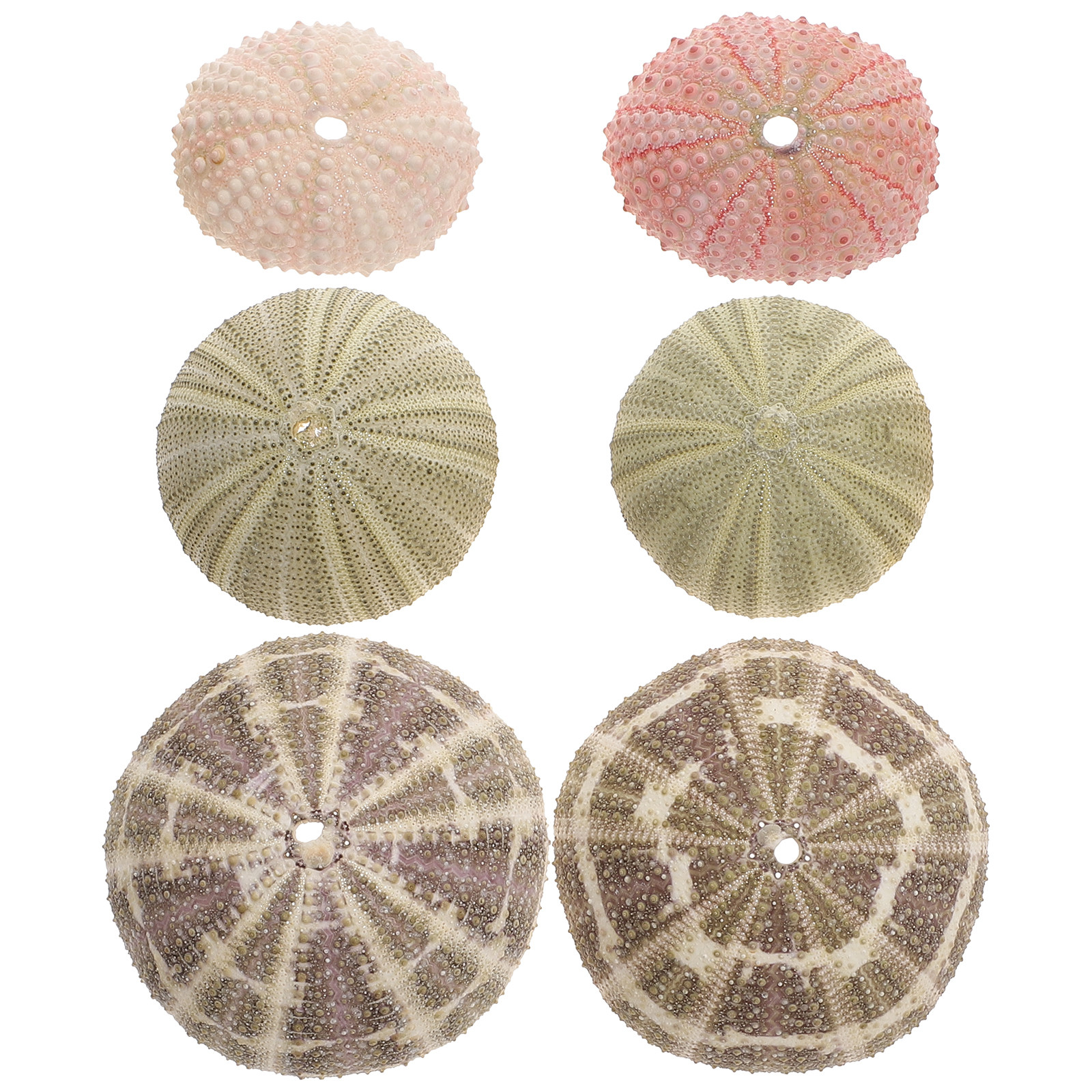6Pcs Urchin Shell Ornament Air - Aquarium Planted Setup avaliação e preço
