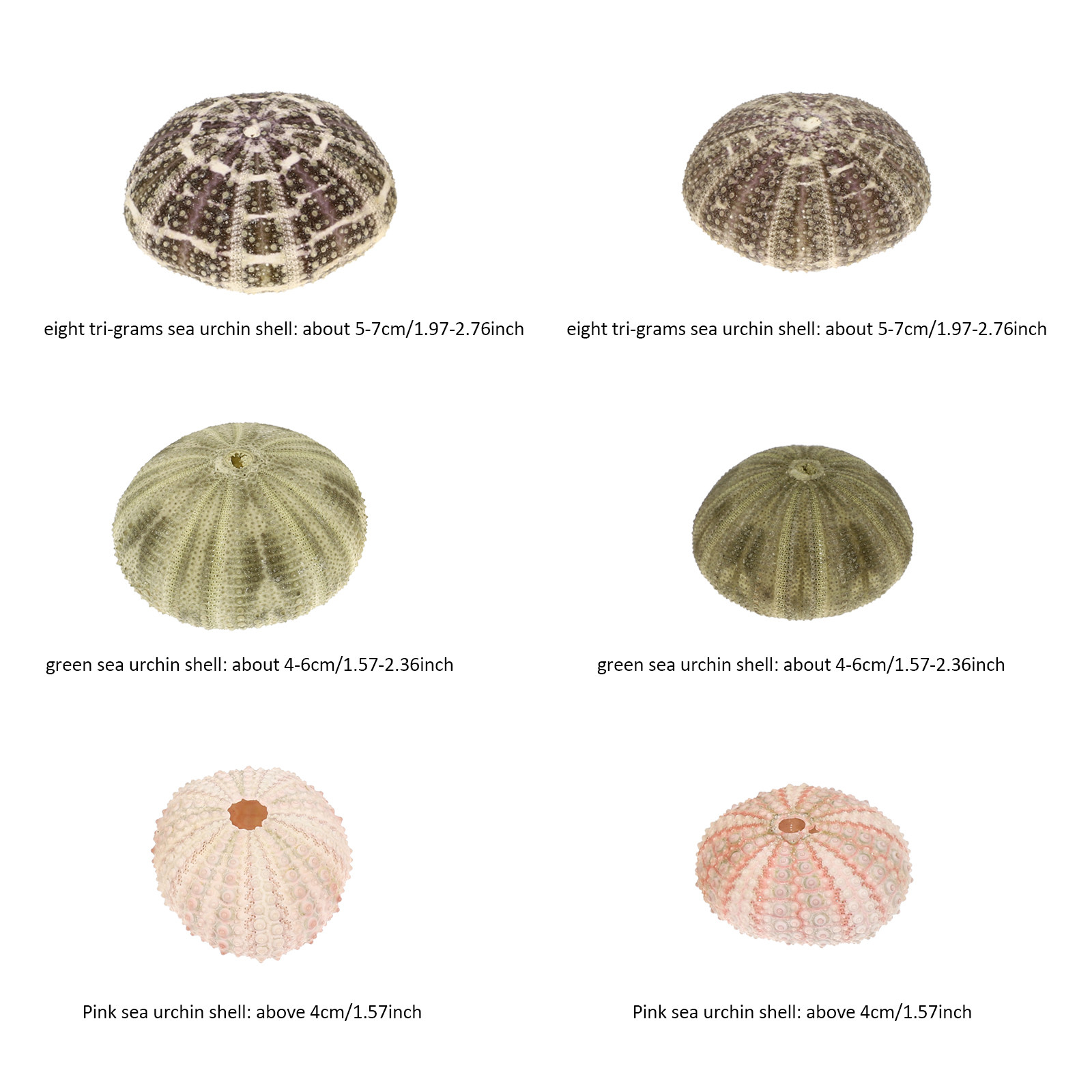 6Pcs Urchin Shell Ornament Air - Aquarium Planted Setup avaliação e preço