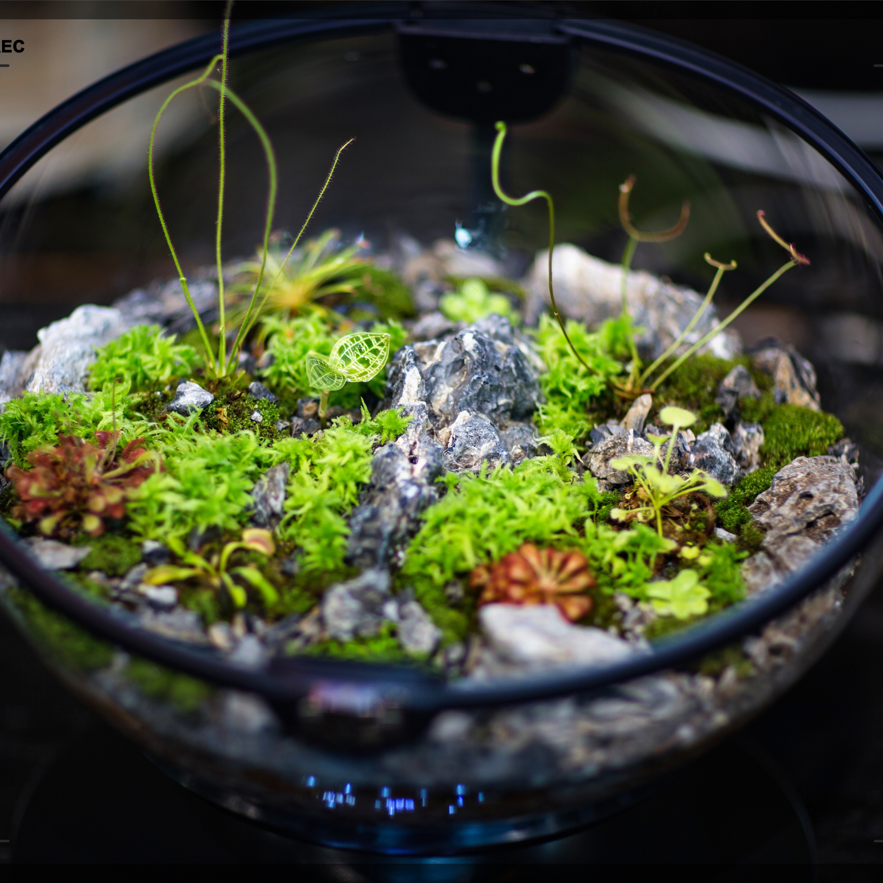 Hot Sales Acrylic Material  Ba - Aquarium Plants For Sale avaliação e preço