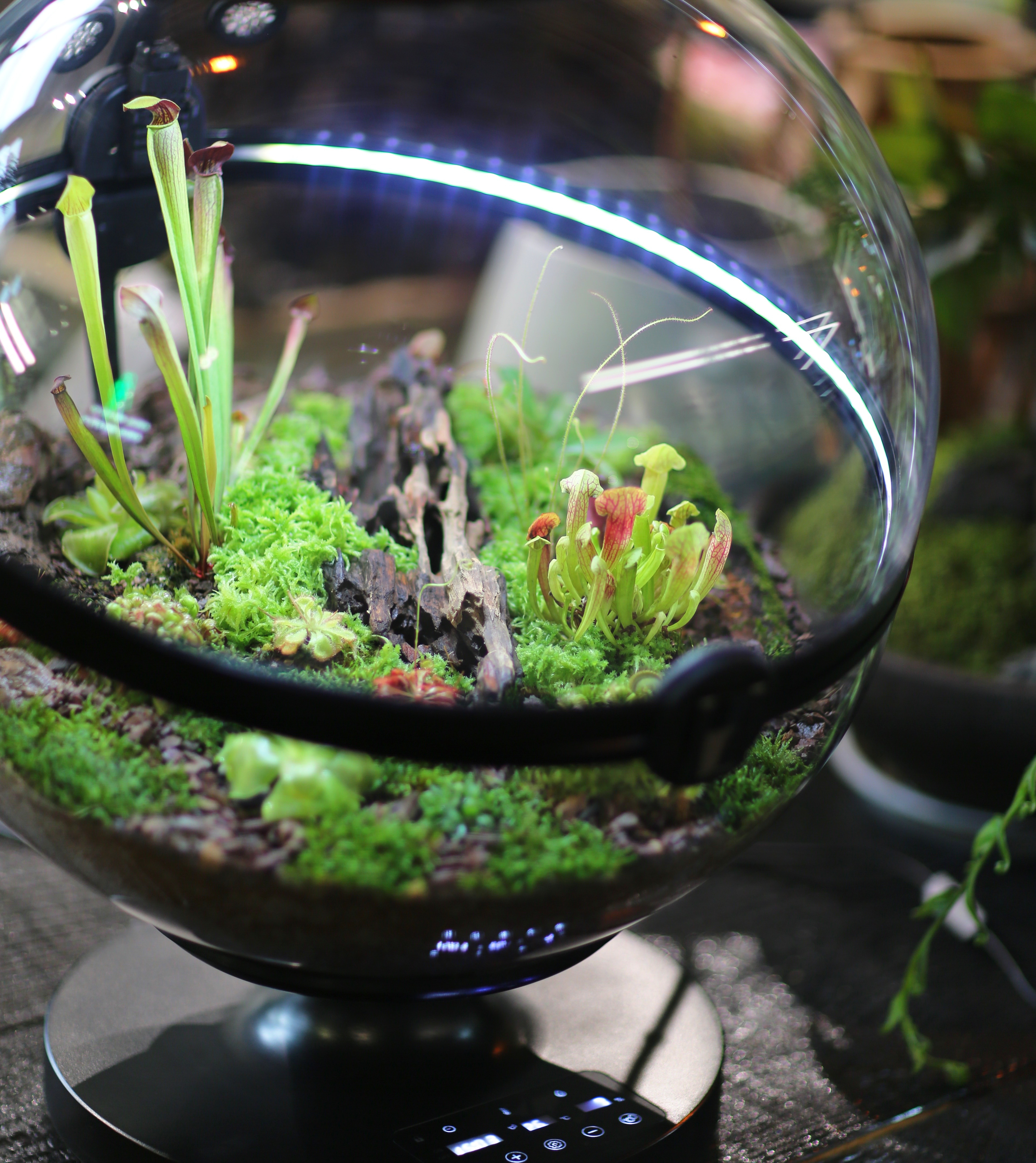 Hot Sales Acrylic Material  Ba - Aquarium Plants For Sale avaliação e preço