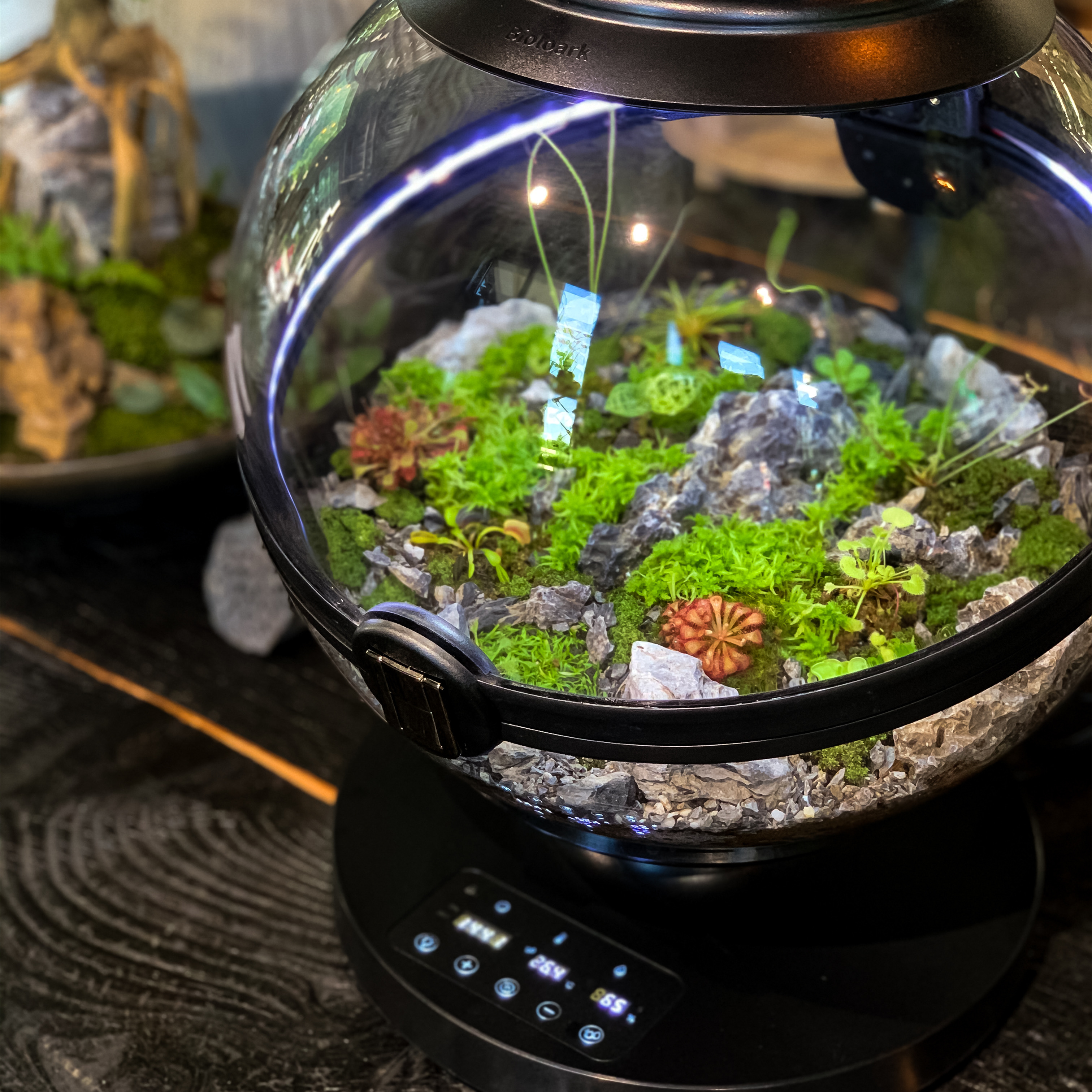 Hot Sales Acrylic Material  Ba - Aquarium Plants For Sale avaliação e preço
