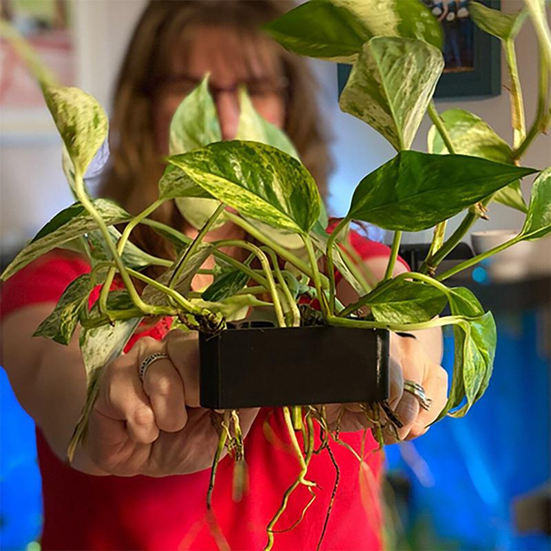 1 2 3Pcs Aquarium Plant Suppor - Aquarium Planted Setup avaliação e preço