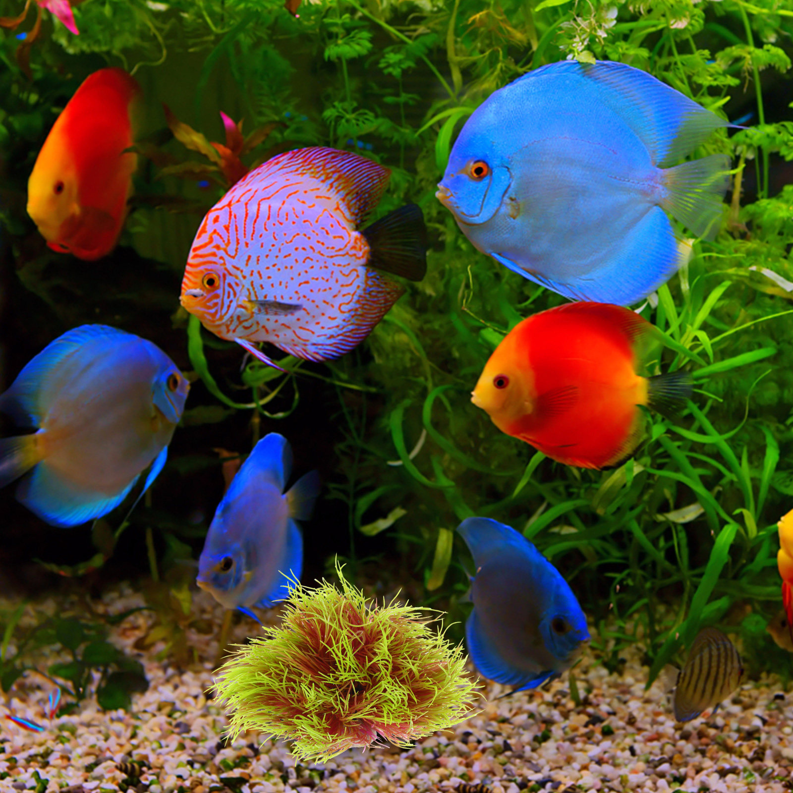 High Simulation Aquarium Plant - Aquarium Planted Setup avaliação e preço