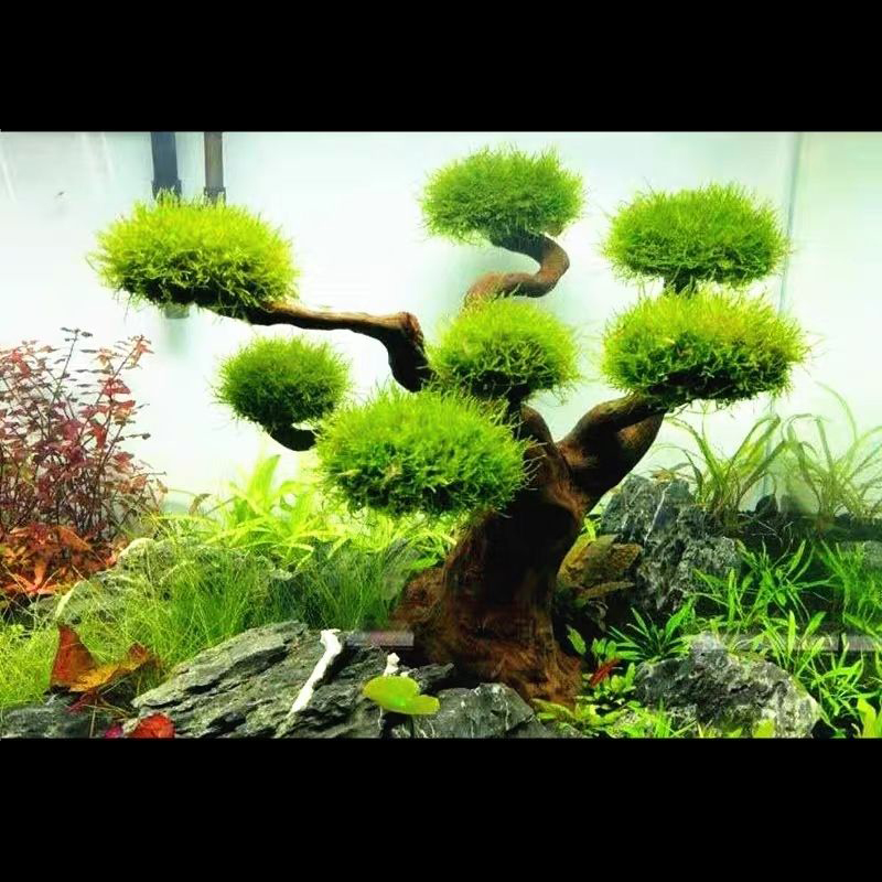 Aquarium Decoration Moss Drift - Aquarium Plant Root Tabs avaliação e preço