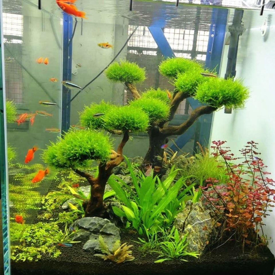 Aquarium Decoration Moss Drift - Aquarium Plant Root Tabs avaliação e preço
