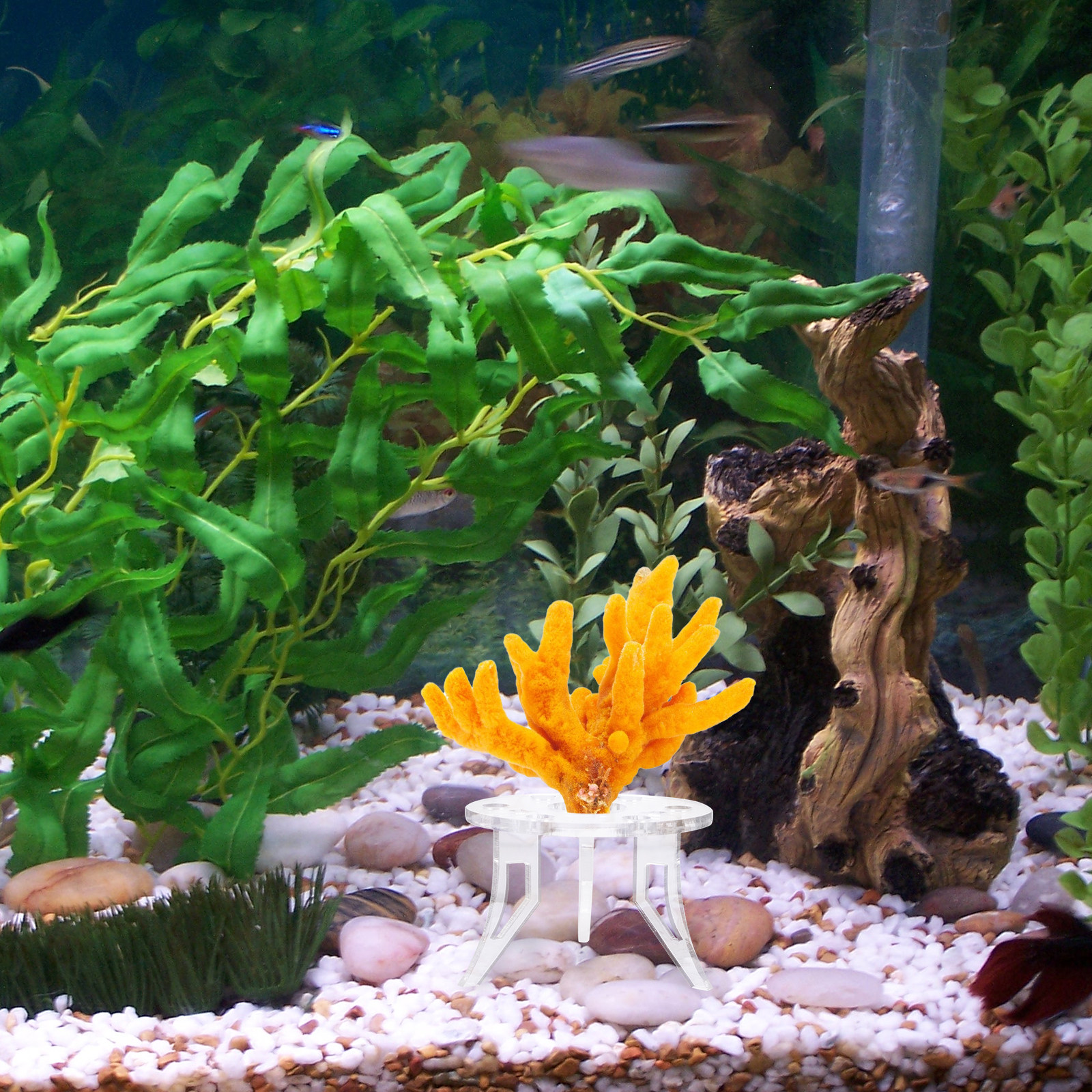 1Pcs Coral Base Stylish Strong - Aquarium Planted Setup avaliação e preço